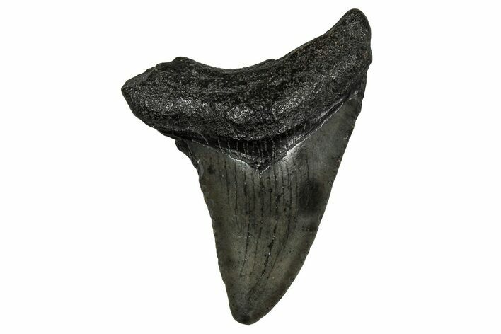 Serrated, Juvenile Megalodon Tooth - South Carolina #353306